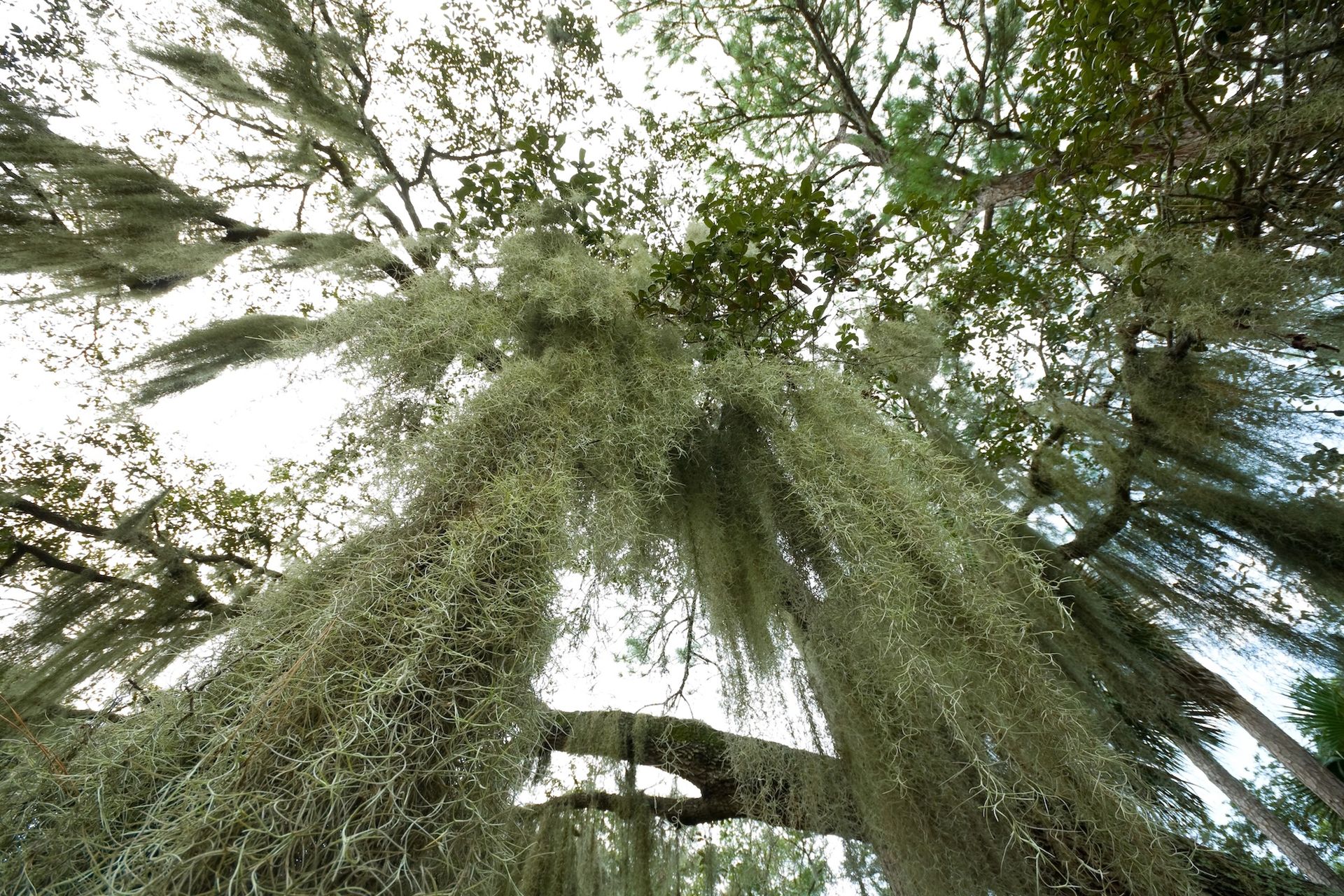 Low angle view of trees draped with Spanish moss against a bright sky.