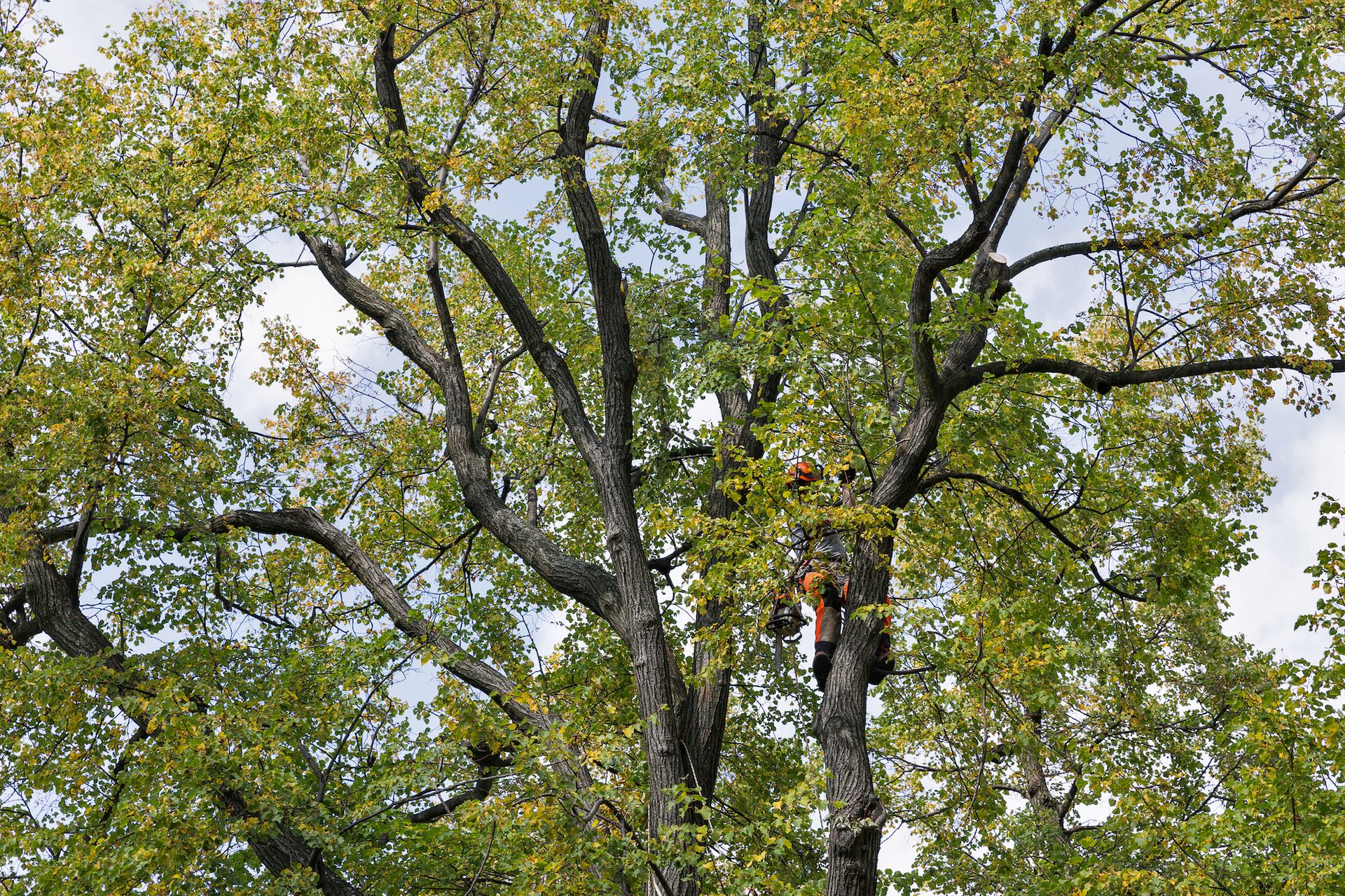 Person in tree trimming branches, surrounded by green and yellow leaves.