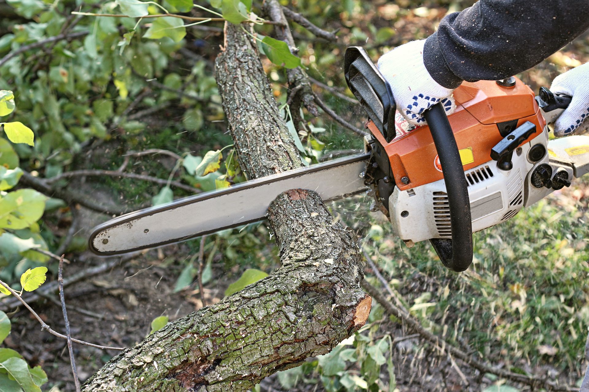 Chainsaw cutting a tree branch outdoors; worker wearing gloves.