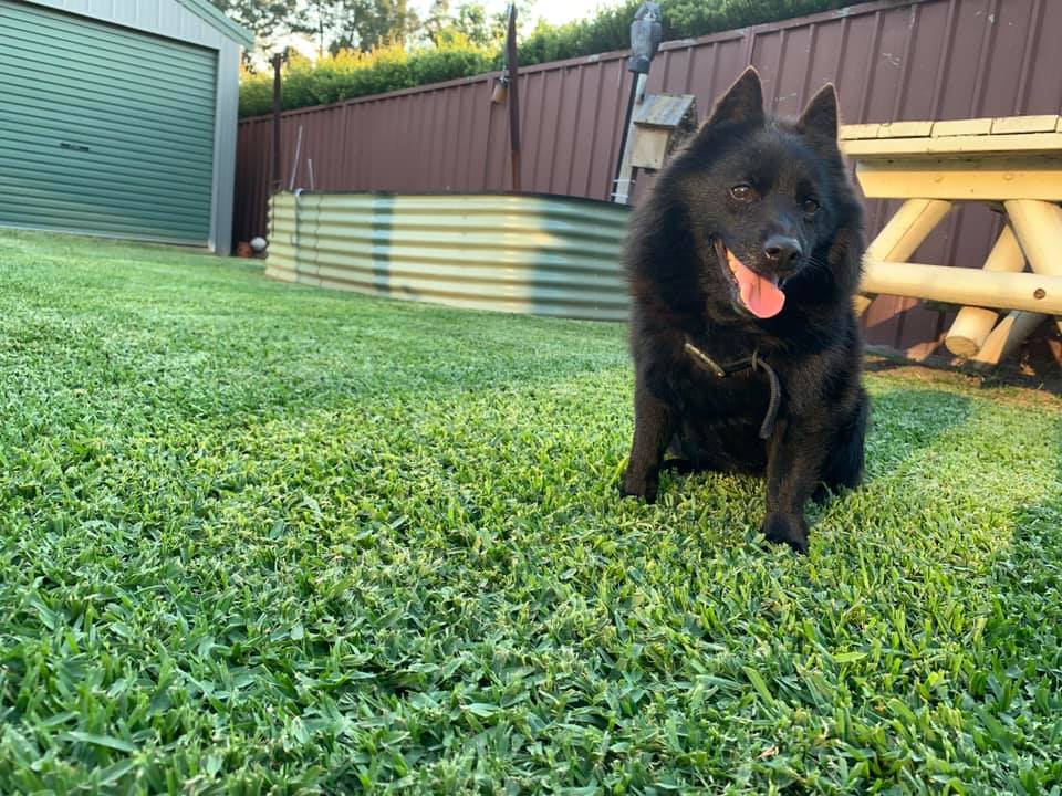 Black dog on the grass | Emu Heights, NSW | Penrith Valley Garden Care