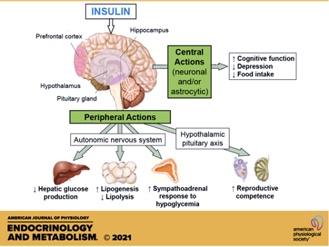 Diagram illustrating insulin's central and peripheral actions. 