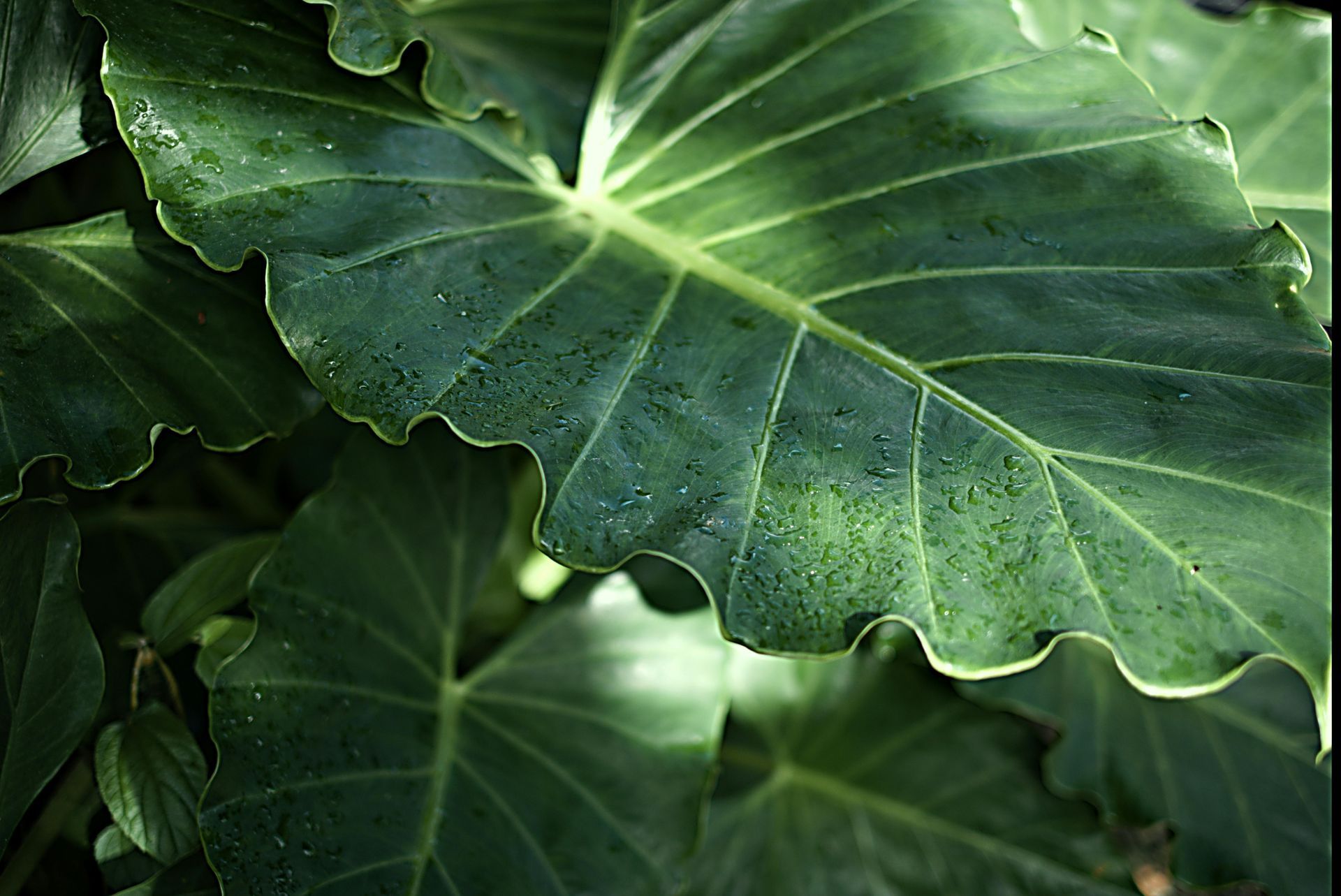 Close-up of large green leaves with visible veins and dappled sunlight