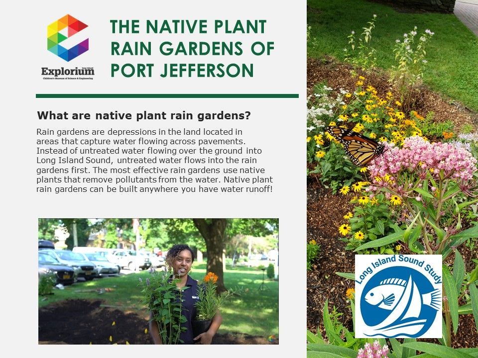The Native Plant Rain Gardens Brochure