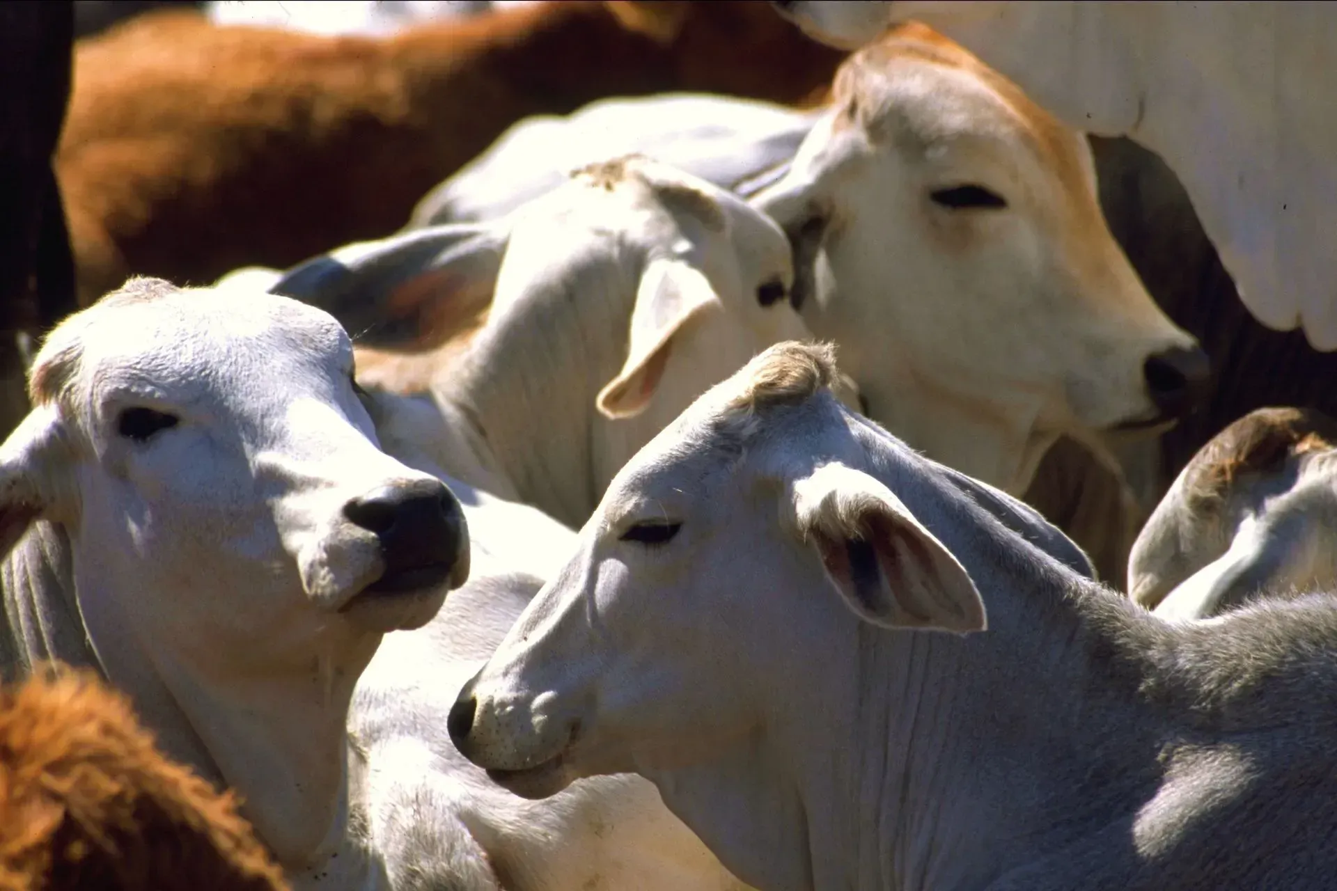 Forraje tecnificado para ganado bovino y equino
