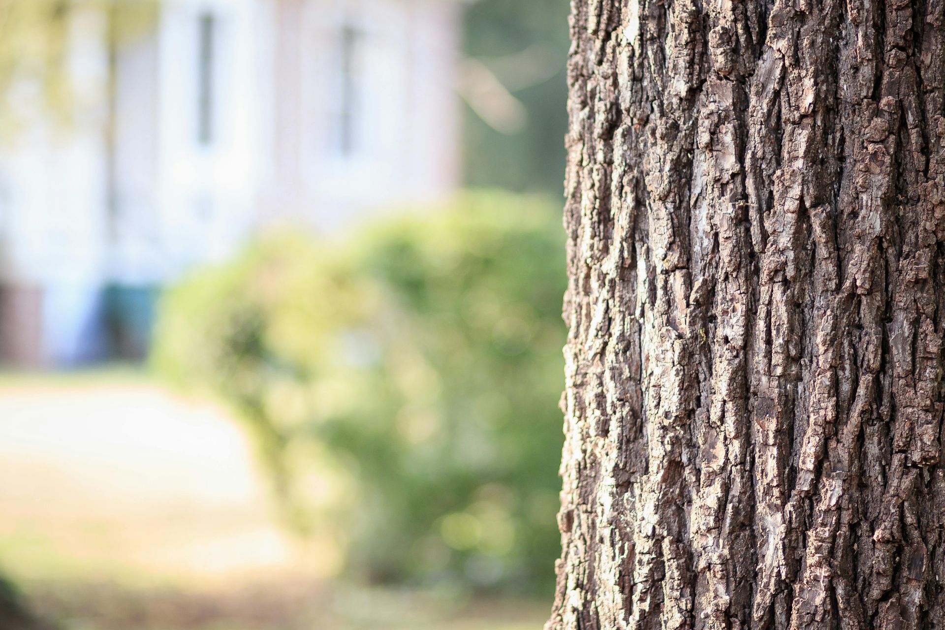 Brown textured tree bark with blurred background of a building and greenery.