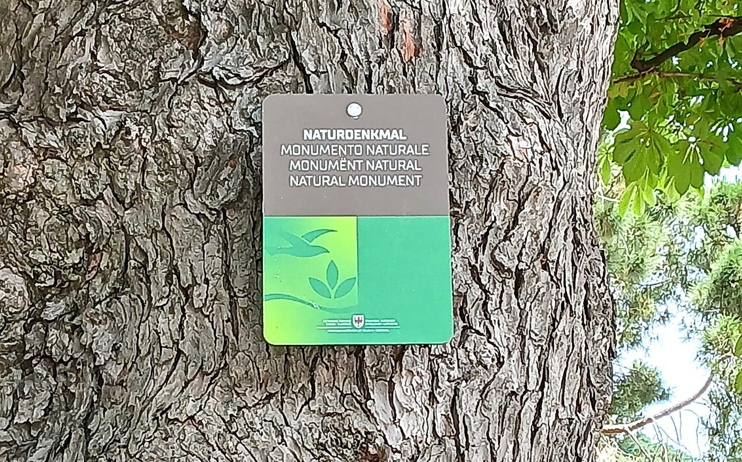 Tronco d'albero con un cartello, il cartello è verde e grigio con testo e un disegno di foglia.