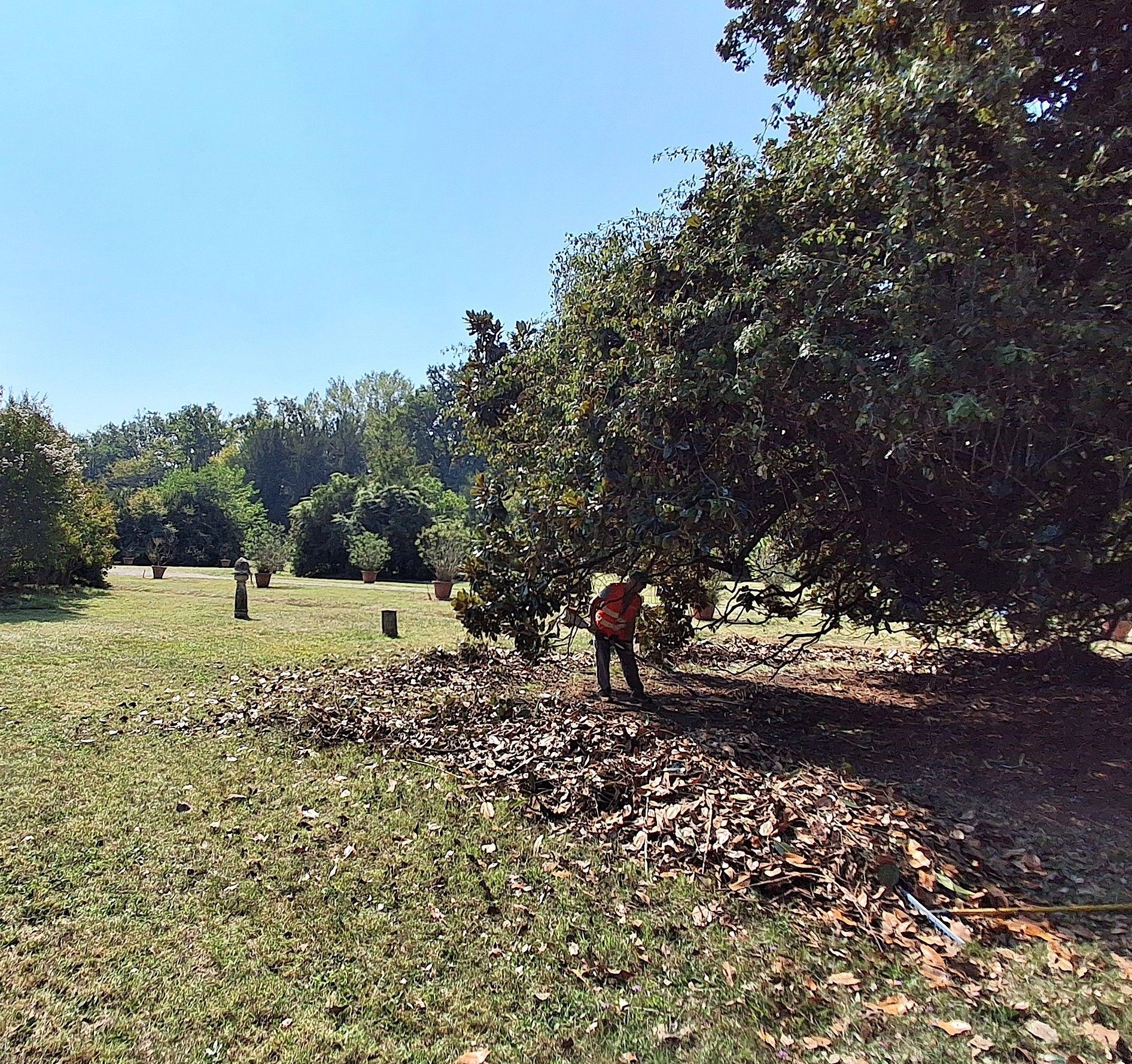Persona che rastrella le foglie sotto un grande albero in un campo erboso in una giornata di sole.