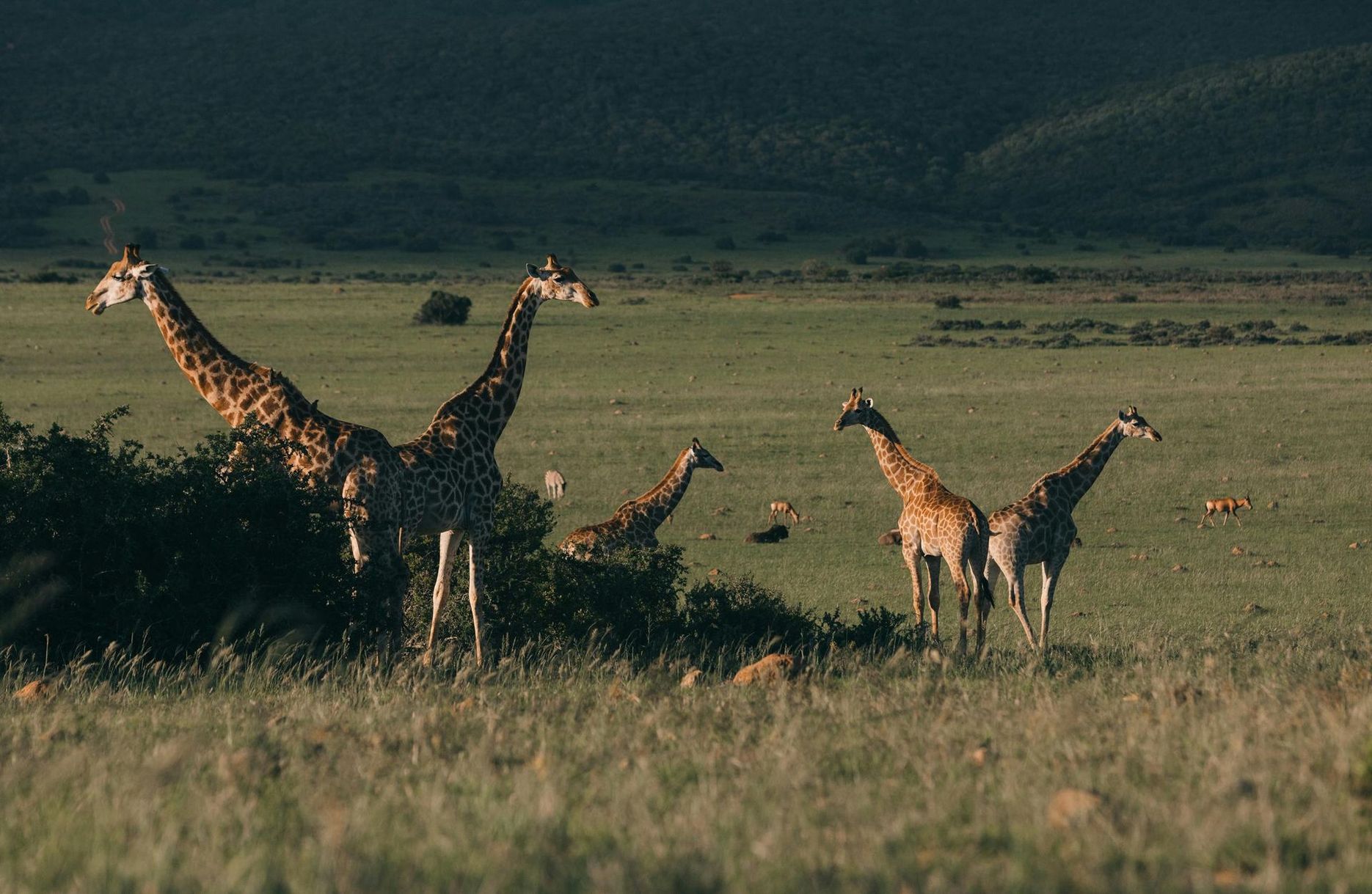 A group of giraffes stands in a vast, grassy African savanna with rolling hills in the background.