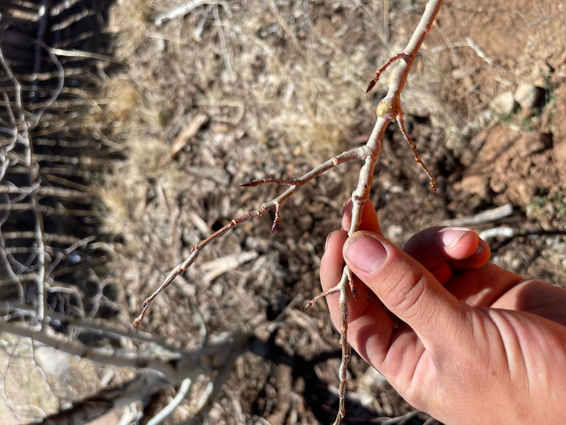 Hand holding a twig