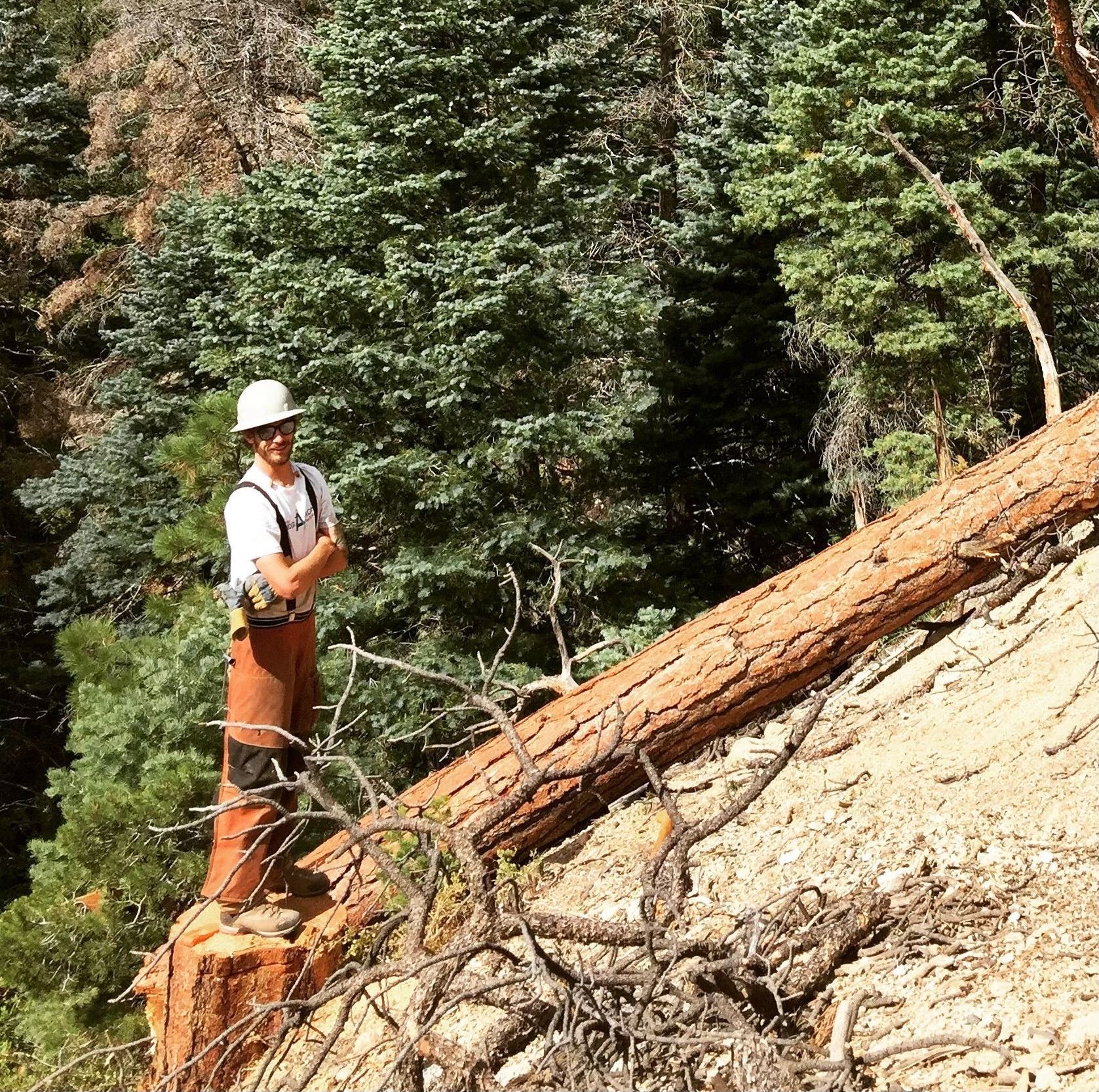 Taos Tree care provider, Patrick Helton, standing next to a large, fallen tree trunk in a forest with a steep hill.