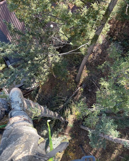 Viewpoint from a tree trimmer high up in a tree, a dusty workbook is standing on the tree trunk.