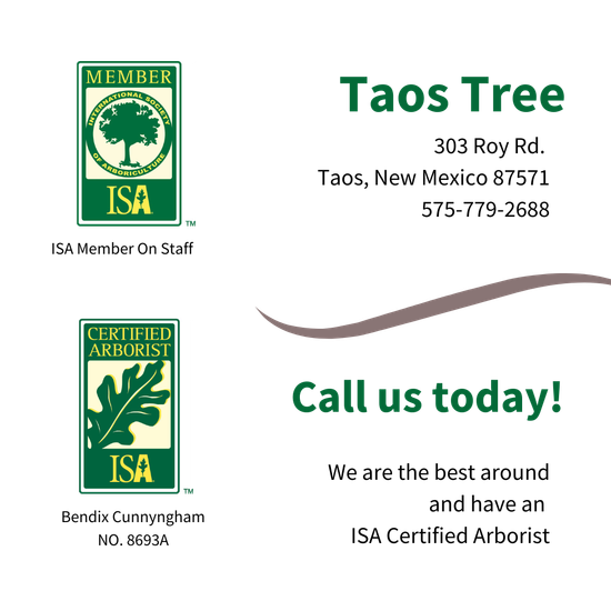 ISA Memeber on staff and ISA Certified arborist badge with the name Bendix Cunnyngham NO. 8693A. Taos Tree 303 Roy Rd. Taos, New Mexico 87571, 575-779-2688, Call Us Today! We are the best around and have an ISA Certified Arborist.
