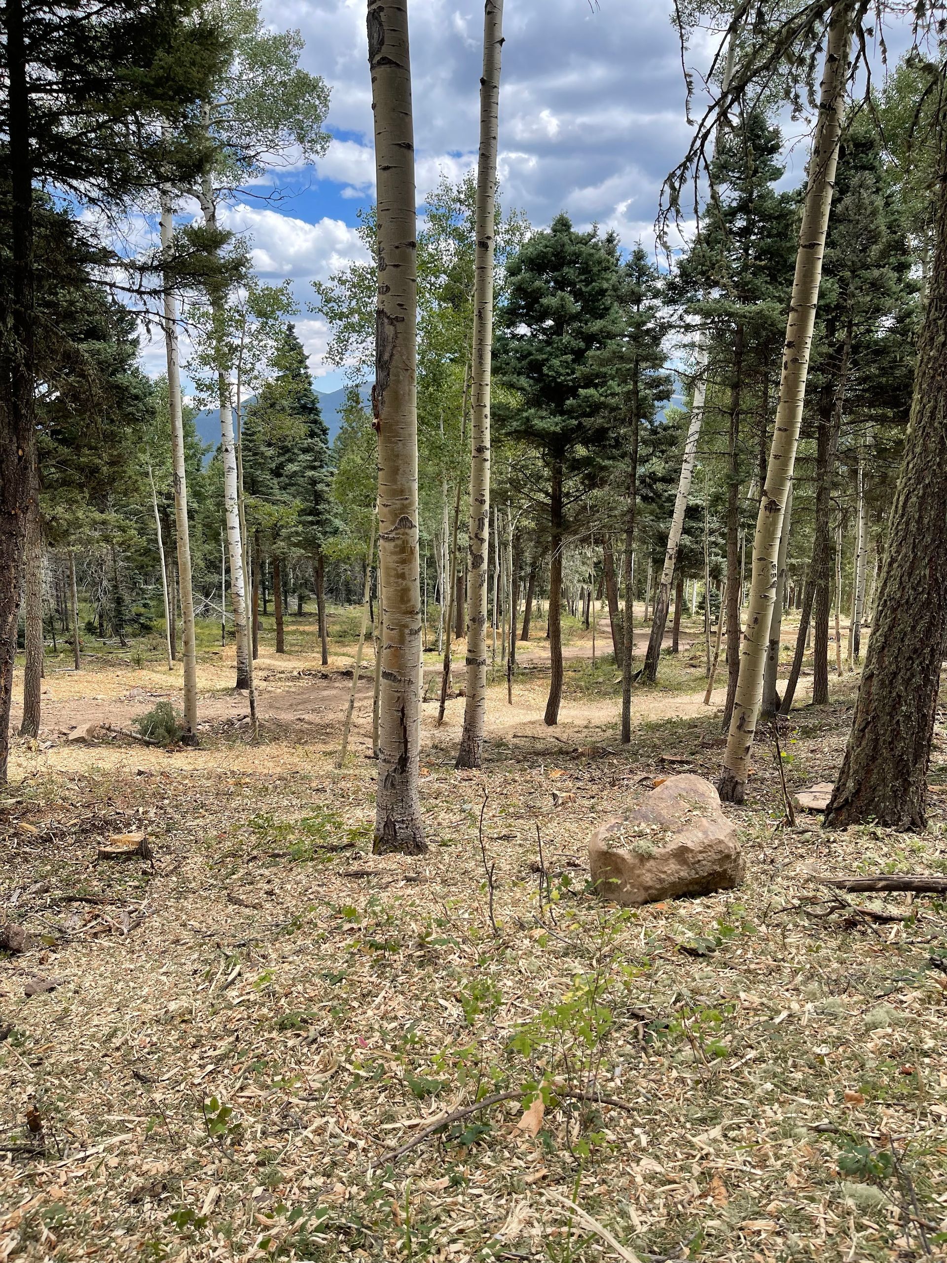 A freshly thinned forest with plenty of space between trees, a clean forest floor and a blue sky.