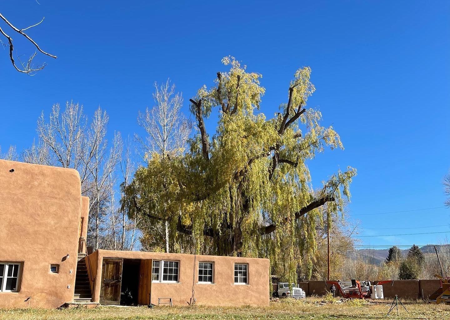 An adobe home with a very large, very tall tree behind it with freshly pruned branches.