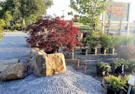 Garden nursery with red maple, potted plants, gravel path, and large boulders in sunlight