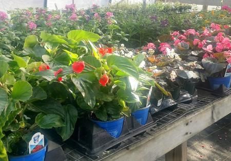 Rows of potted flowering plants on a greenhouse bench, with red and pink blooms.