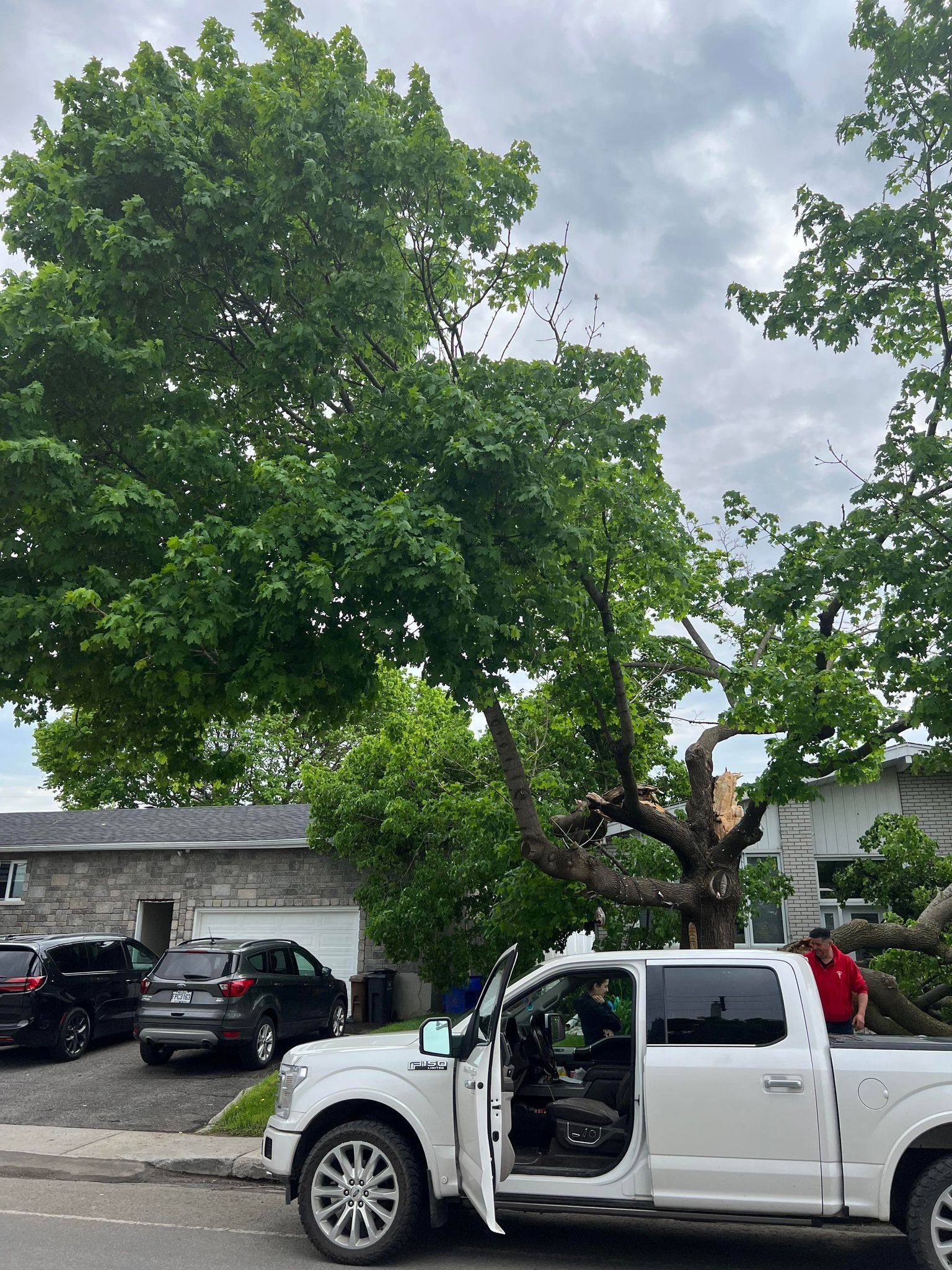 Camionnette blanche avec portière conducteur ouverte sous un grand arbre dans une allée résidentielle