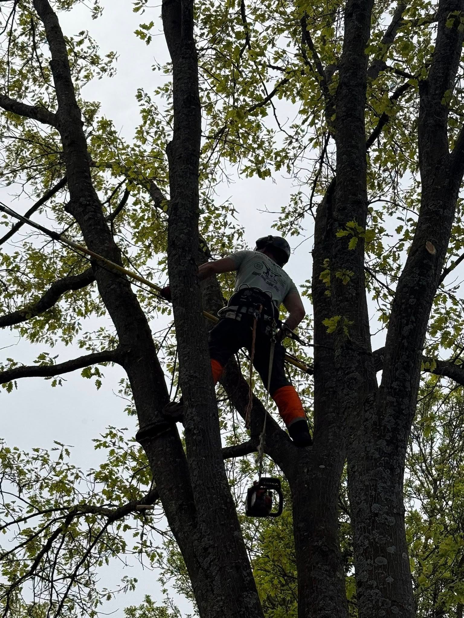 Une personne grimpe à un grand arbre, portant un harnais de sécurité et un pantalon orange.