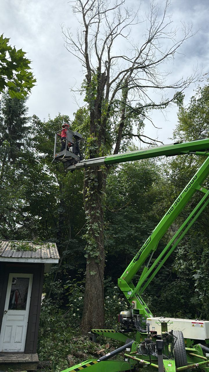 Un ouvrier, dans une nacelle verte, élague un grand arbre près d'une maison et d'une allée.