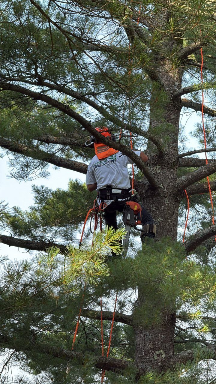 Un ouvrier portant un casque orange grimpe à un arbre avec un équipement de sécurité et des cordes.