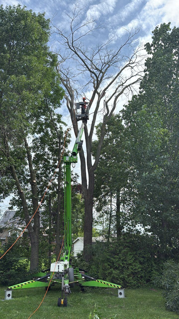 Un ouvrier, dans une nacelle verte, élague un grand arbre, entouré d'une végétation dense.