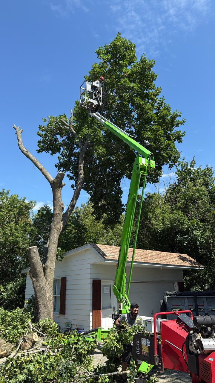 Une nacelle élévatrice verte soulève un ouvrier pour élaguer un grand arbre près d'un petit hangar blanc sous un ciel bleu.