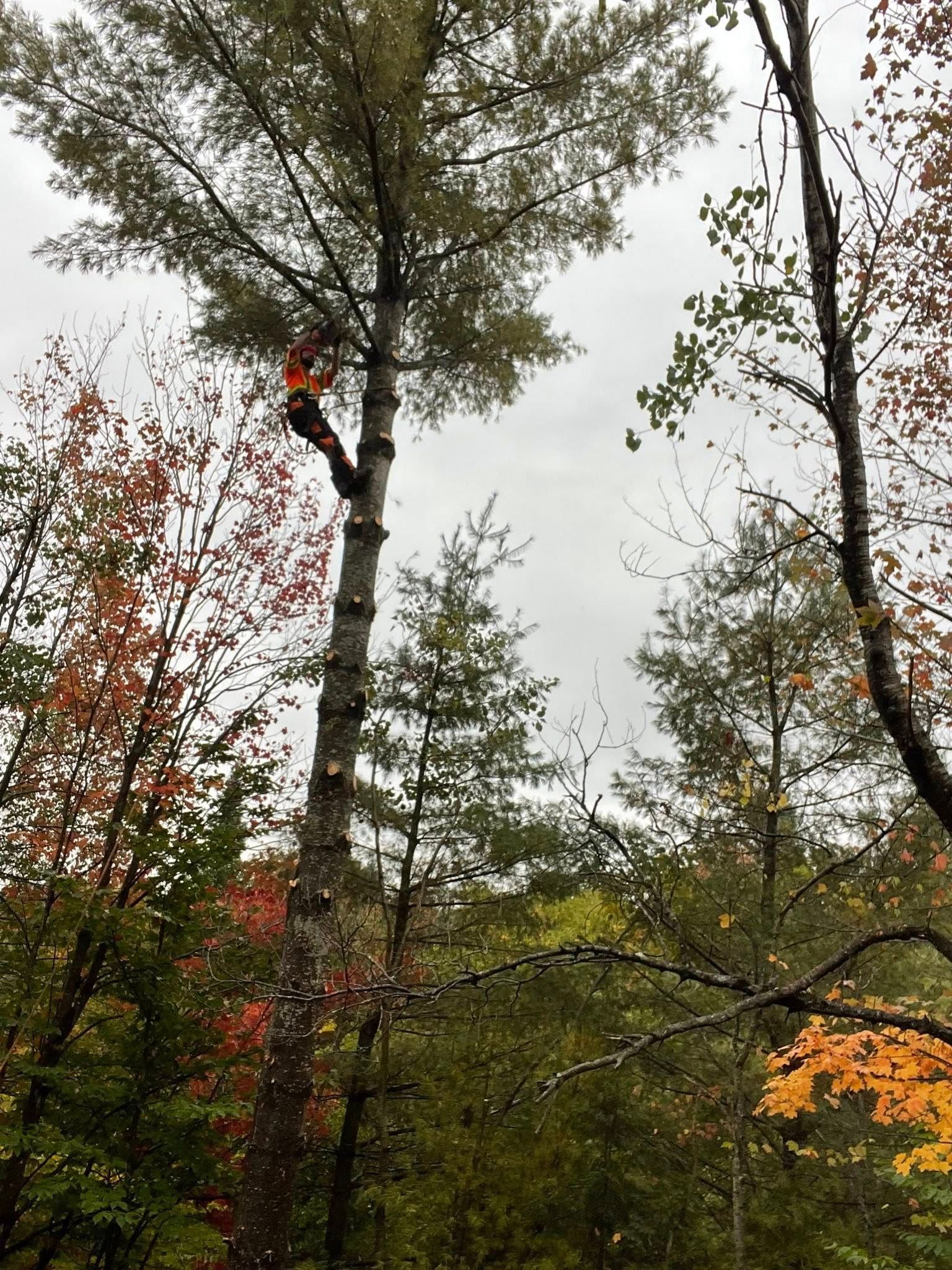 Personne vêtue d'orange grimpant à un grand arbre dans un paysage boisé d'automne