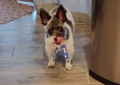 Small dog walking indoors with a toy in its mouth, near a kitchen counter on a wooden floor.
