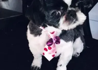 Small black-and-white dog wearing a pink polka-dot tie, sitting indoors.