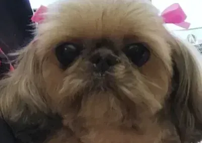 Small fluffy dog with pink bows, looking at the camera.