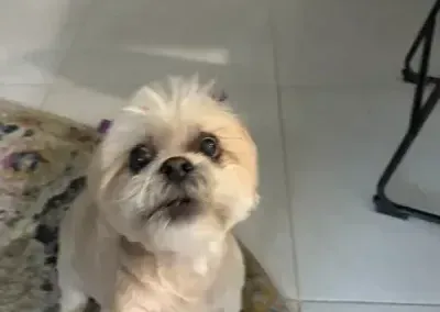 Small cream-colored dog looking up on a tiled floor indoors.