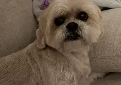 Small tan dog with dark eyes and muzzle lying on a beige couch, looking at the camera.