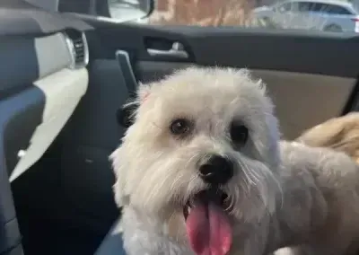 Small fluffy white dog panting in a car seat with a tan and black interior