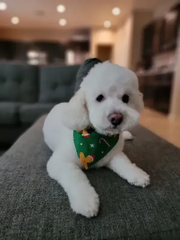 Small white puppy wearing a green bandana лежs on a gray couch in a softly lit living room.