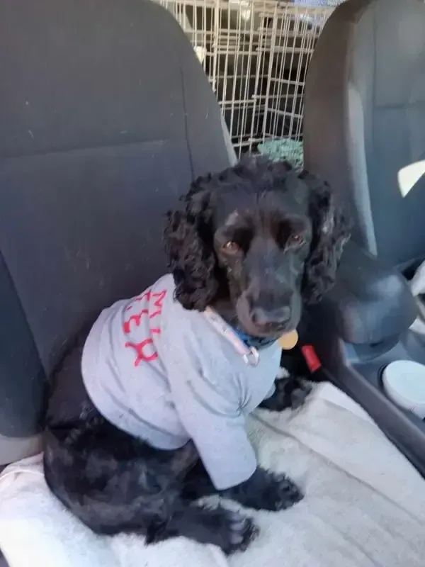 Black curly-haired dog wearing a gray shirt sitting in a car seat and looking at the camera