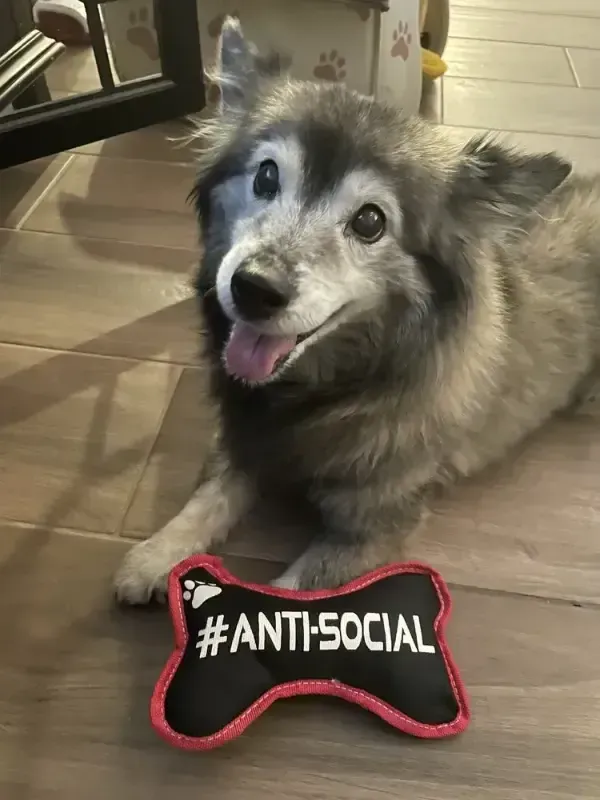 Fluffy dog lying on a wooden floor beside a black and pink “#ANTI-SOCIAL” sign, tongue out and smiling
