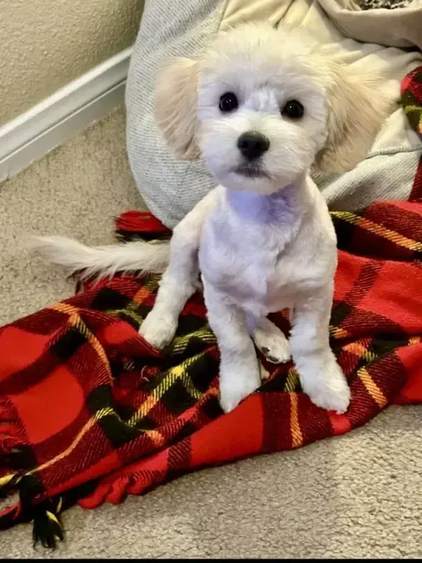 Small white dog sitting on a red plaid blanket indoors, looking at the camera.