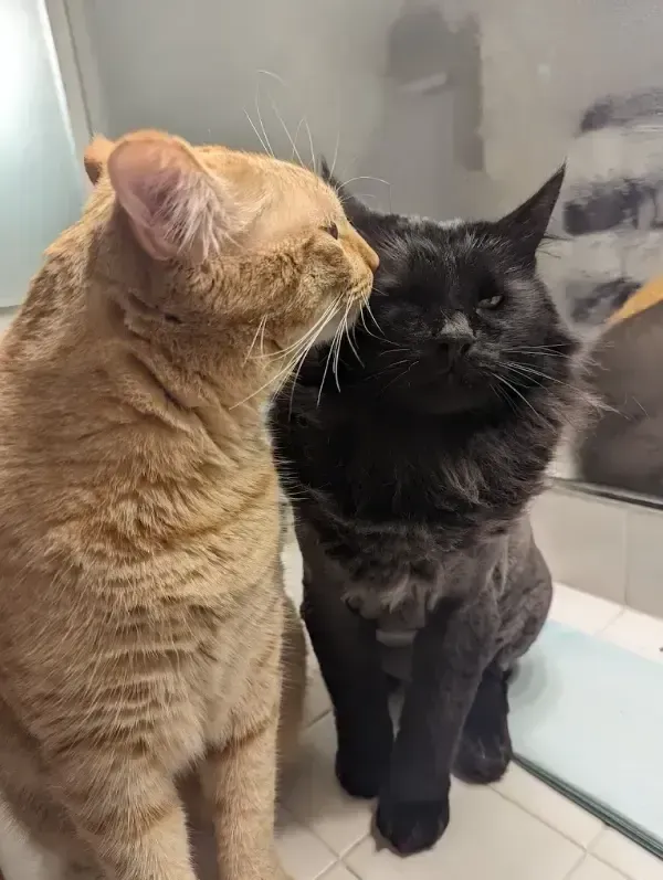Two cats—one orange tabby and one black—sitting close together on a tiled windowsill.