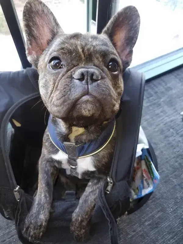 Small black French bulldog sitting in a backpack, wearing a blue harness and looking up with big ears.