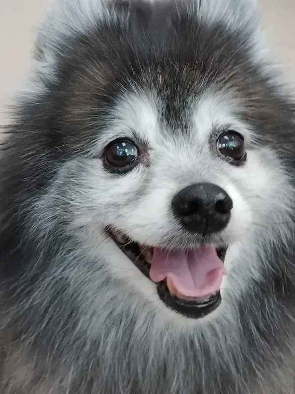 Fluffy black-and-white dog with bright eyes and open mouth, smiling at the camera