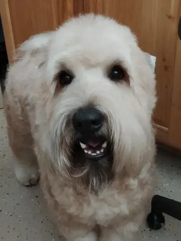 Fluffy white dog with a black nose standing indoors on a speckled floor, looking at the camera