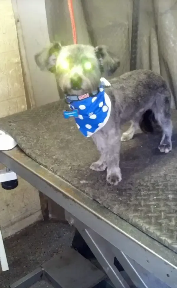 Small gray dog with a blue polka-dot bandana standing on a metal grooming table.
