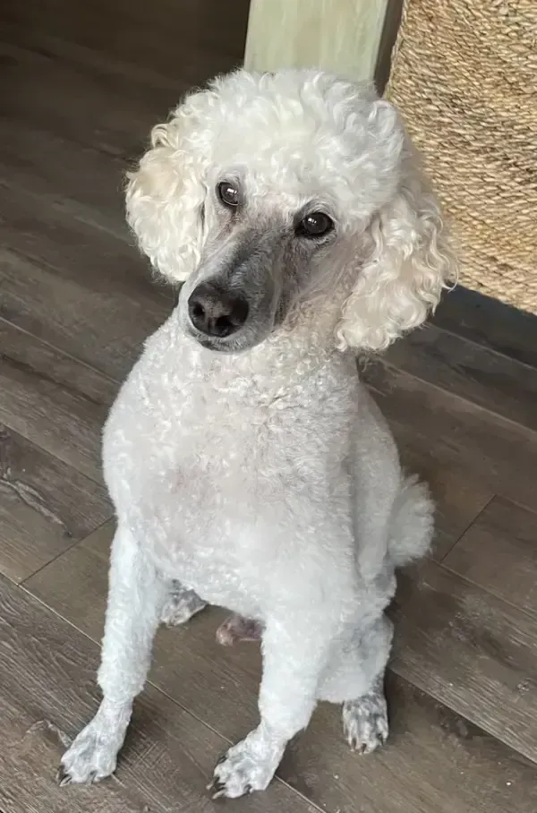 White poodle sitting on a dark floor, looking at the camera with a tilted head