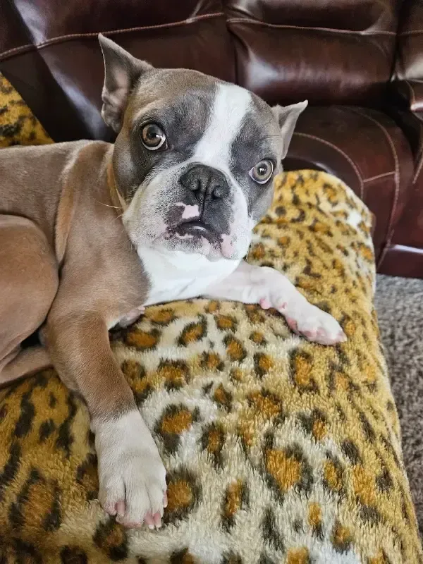 Small brown and white dog resting on a leopard-print cushion on a brown leather couch