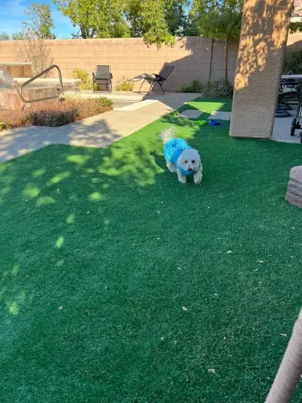 Small white dog in a sunny backyard with artificial turf and a patio wall.