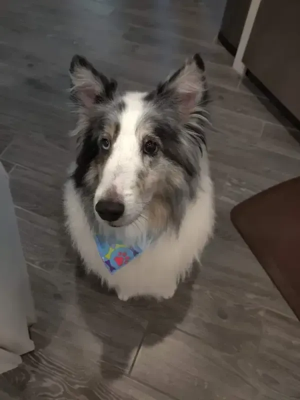 Black-and-white dog sitting on a gray floor, wearing a colorful collar and looking at the camera