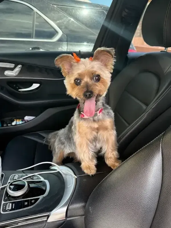 Small tan dog with orange bows sitting in a car passenger seat, tongue out.