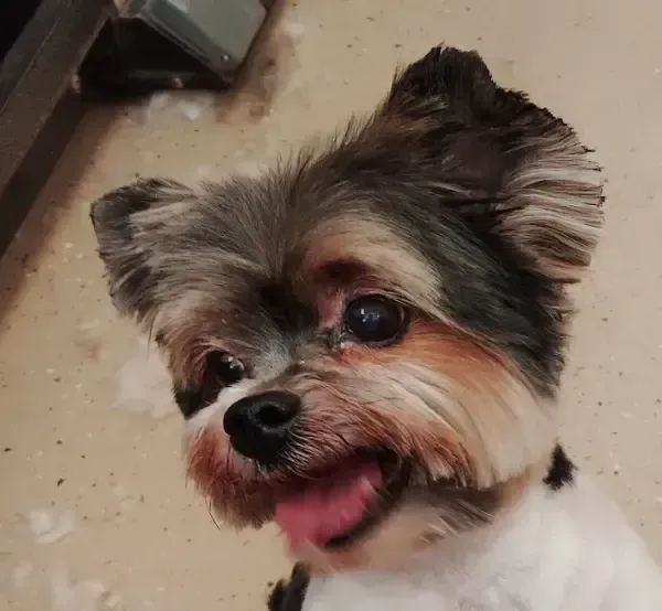 Small fluffy dog with gray and tan fur, looking up with its tongue out indoors