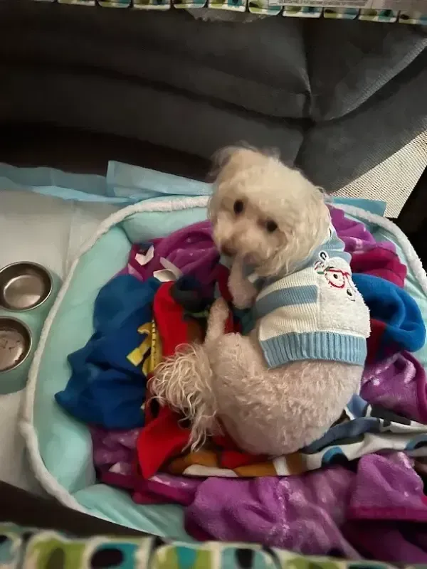 Small cream-colored dog in a sweater sitting on a colorful blanket near a couch and pet bowls.