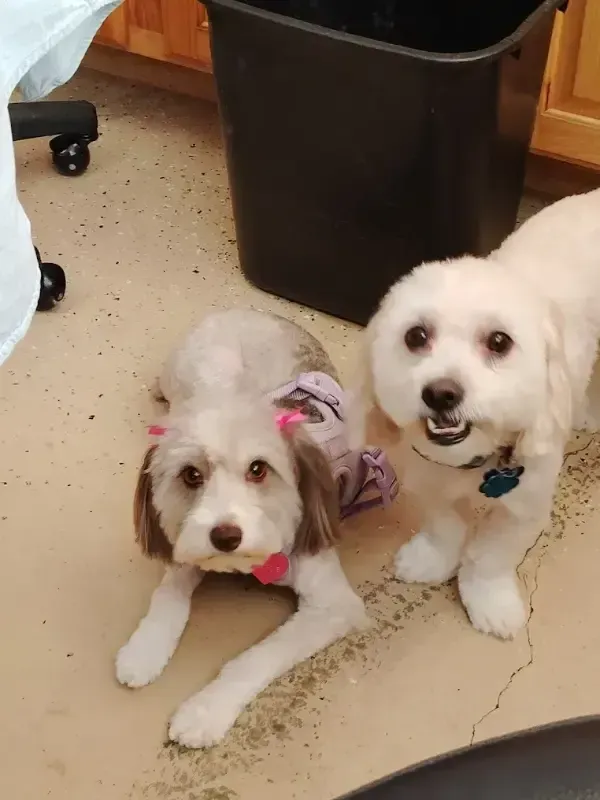 Two small white dogs with bows sitting on a beige floor, one lying down and one standing.